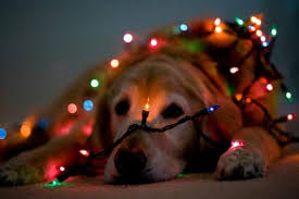 christmas lights dog